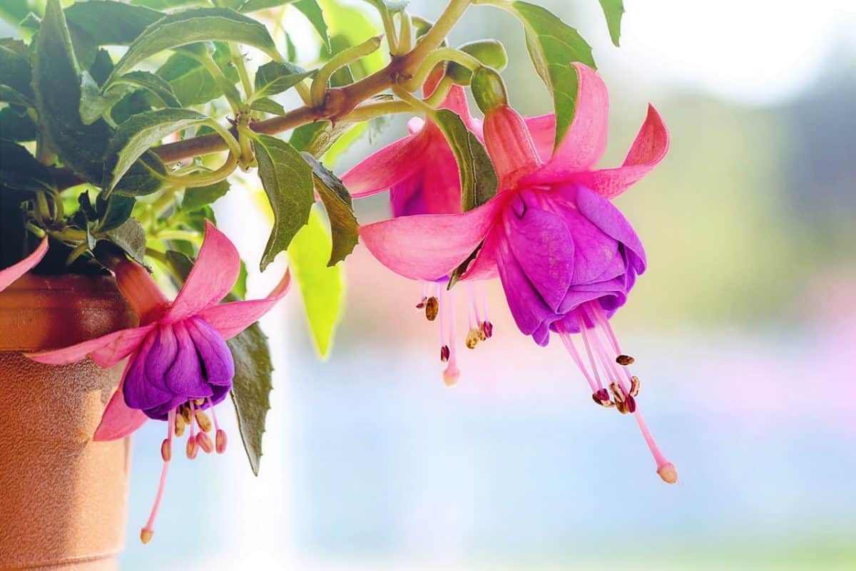 pink, flowers, blossoms