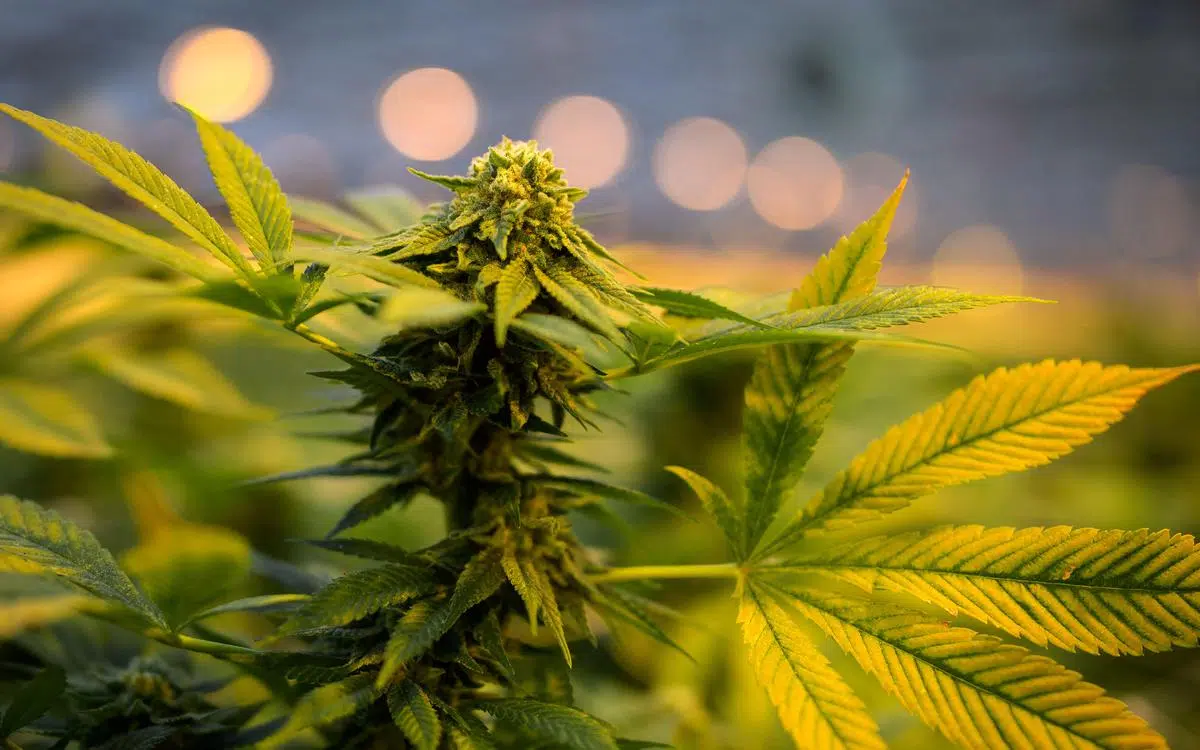 CBD pas cher