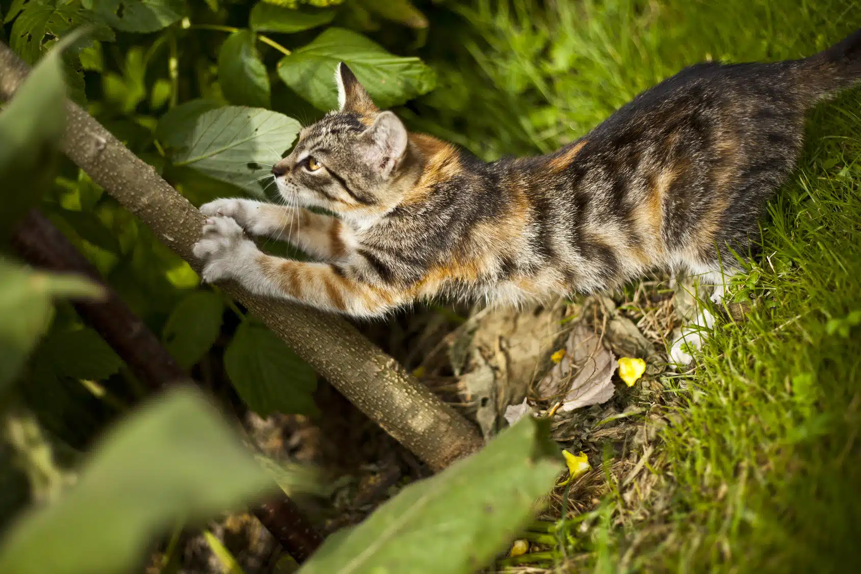 éloigner les chats