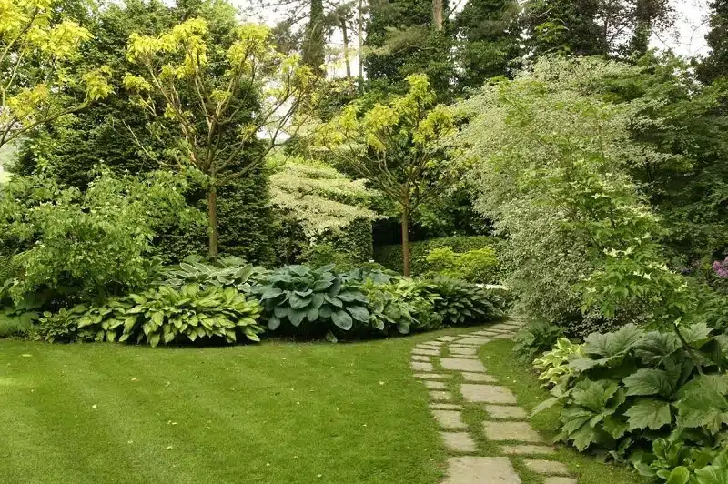 Cimicifuga : réussir la culture du cierge d'argent et sublimer votre jardin