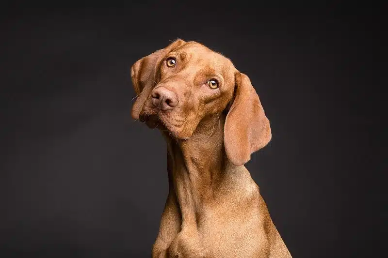 Comment choisir la meilleure assurance pour votre chien