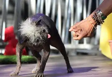 Quel est le chien moche le plus laid du monde