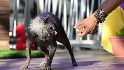 Quel est le chien moche le plus laid du monde