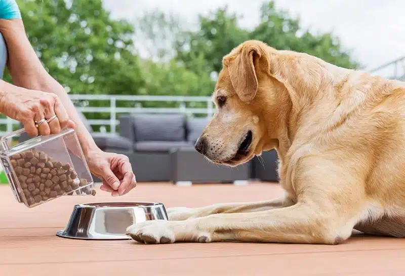 Quelles croquettes pour une meilleure nutrition de votre chien