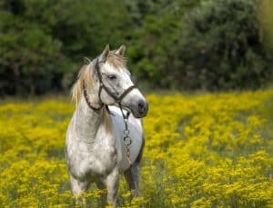cheval materiel equitation brides