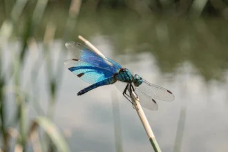Libellule bleue perchée sur un roseau au bord d'un étang calme, symbolisant la sérénité et le message spirituel de cet insecte
