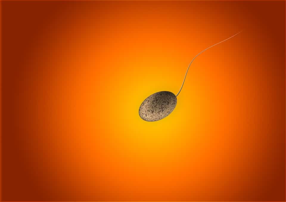 Créer de toute pièce des spermatozoïdes?