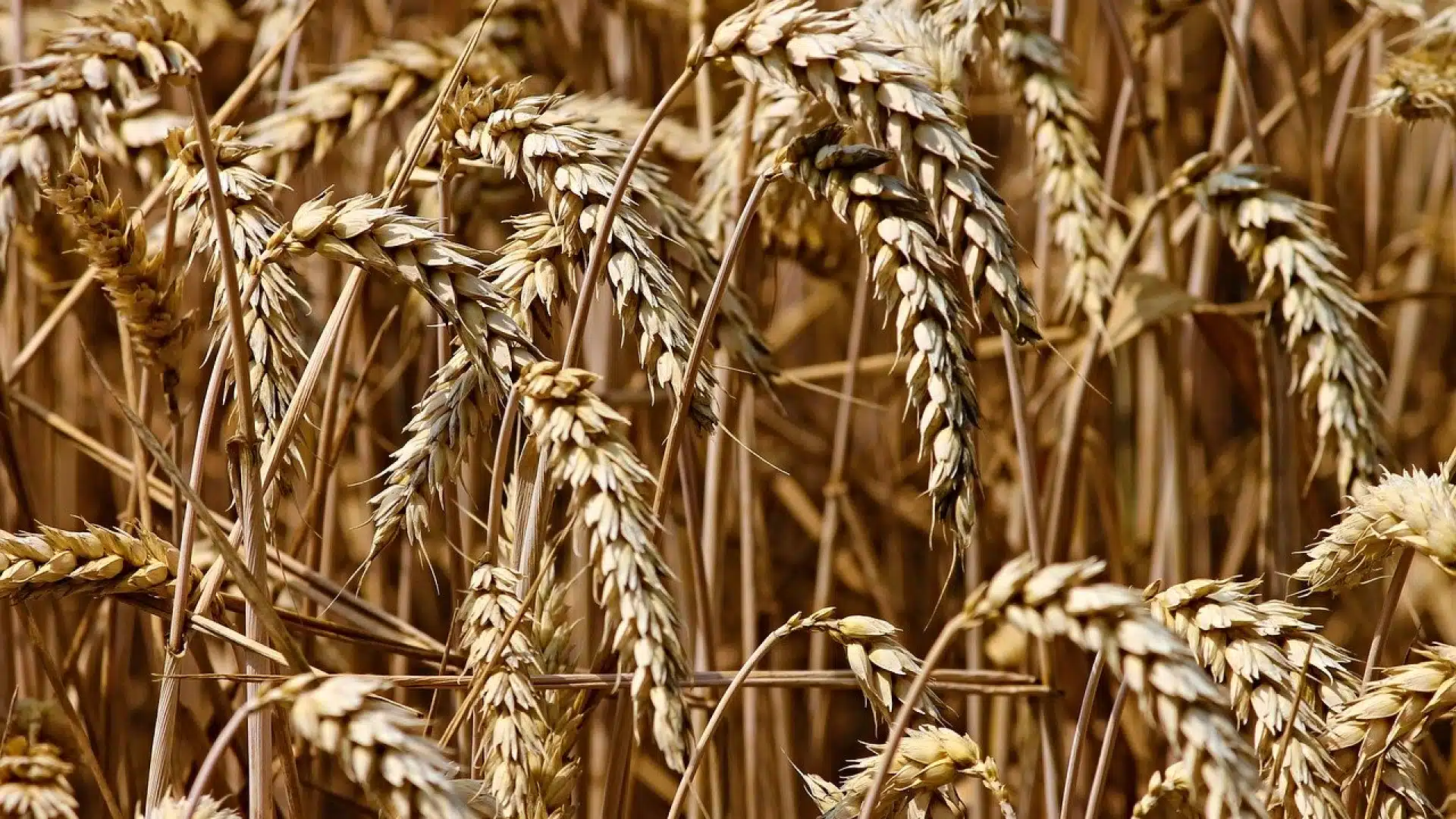 Une boutique agricole en ligne aux côtés des agriculteurs